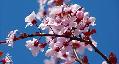 基于k8s的ceph集群搭建